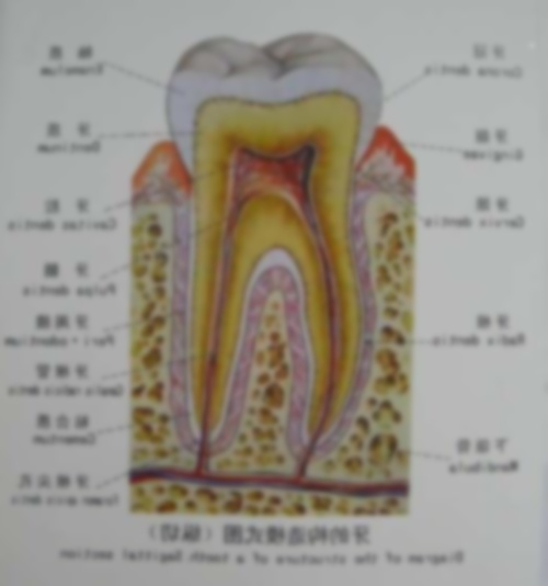 28颗牙齿名称图片x