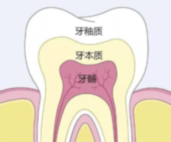 28颗牙齿名称图片颗牙