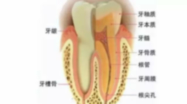 连冠牙好还是单冠牙好